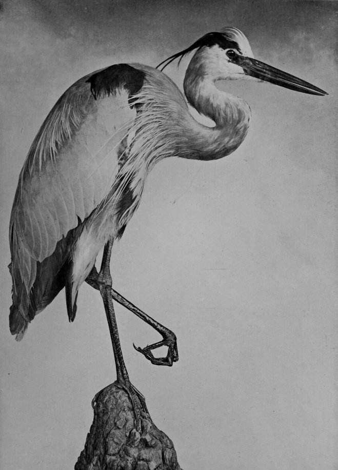 GREAT BLUE HERON.