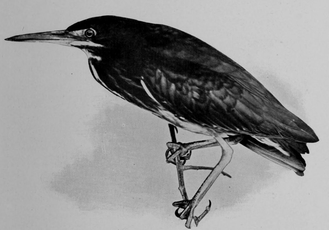 GREEN HERON.