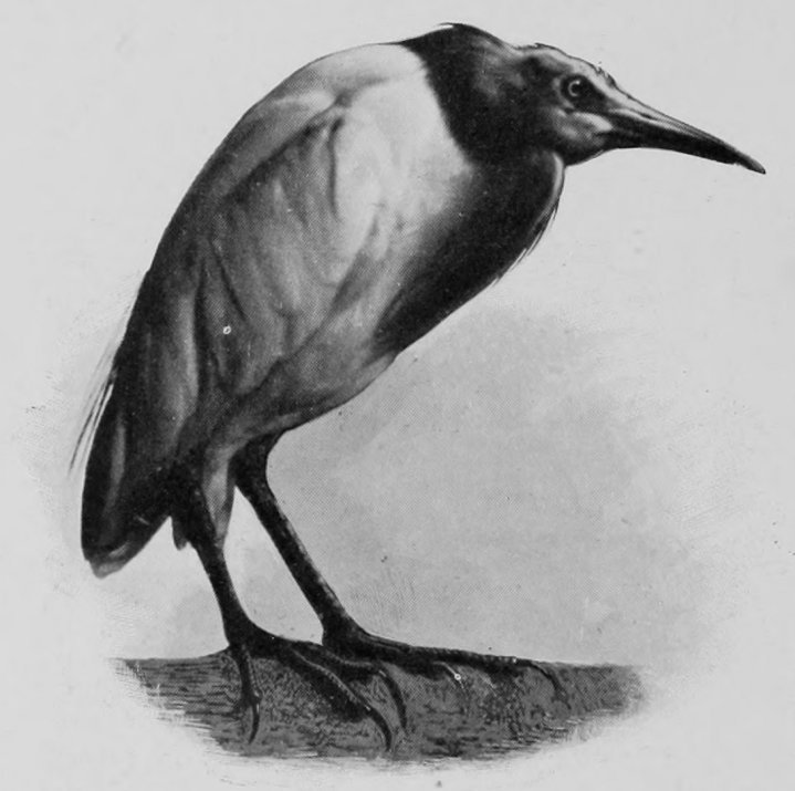 BUFF-BACKED HERON.