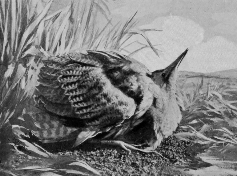 COMMON BITTERN.