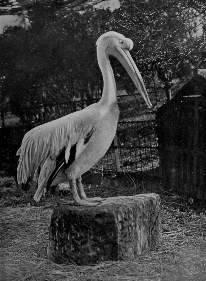 EGYPTIAN PELICAN.
