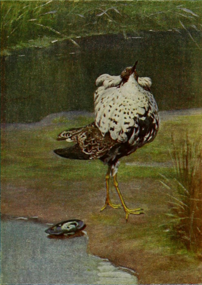 MALE RUFF IN FULL BREEDING PLUMAGE.