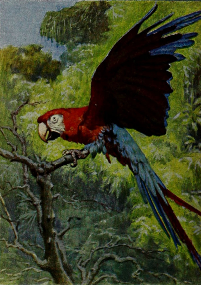 MACAW.