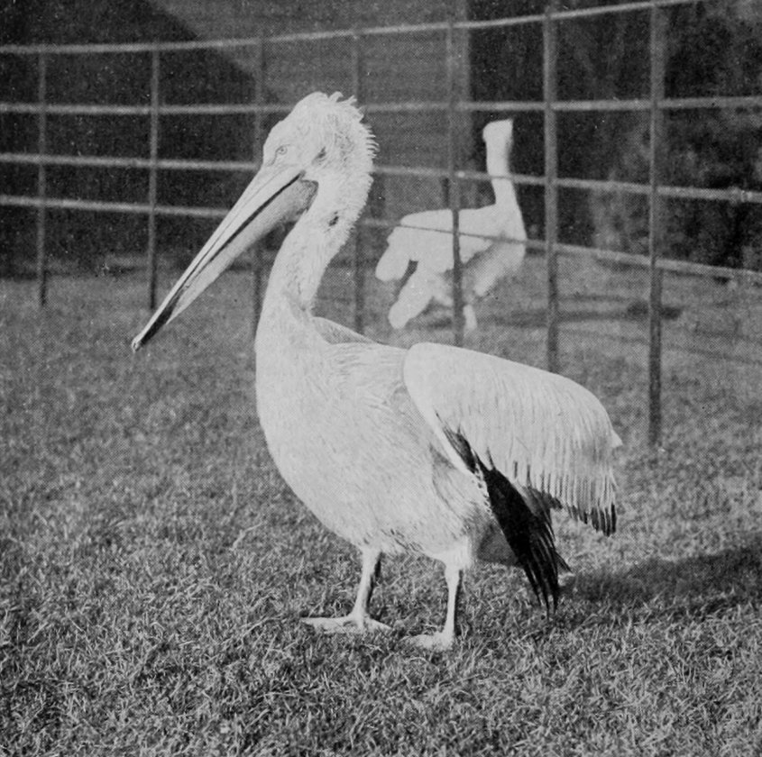CRESTED PELICAN.