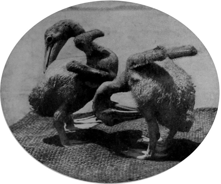 YOUNG PELICANS.