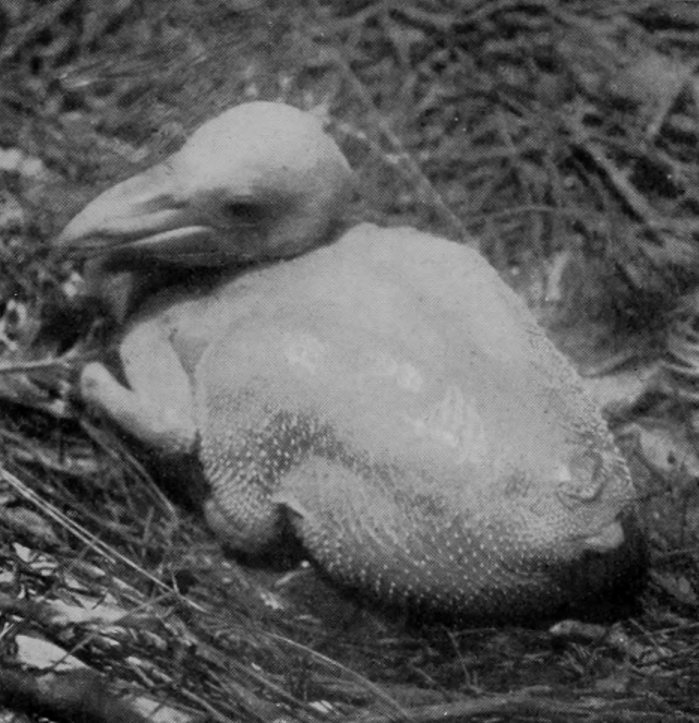 YOUNG AUSTRALIAN PELICAN.