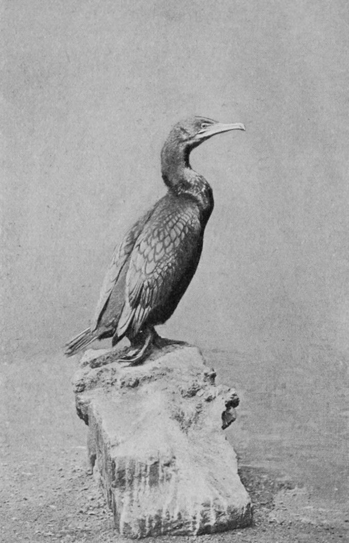 CORMORANT.