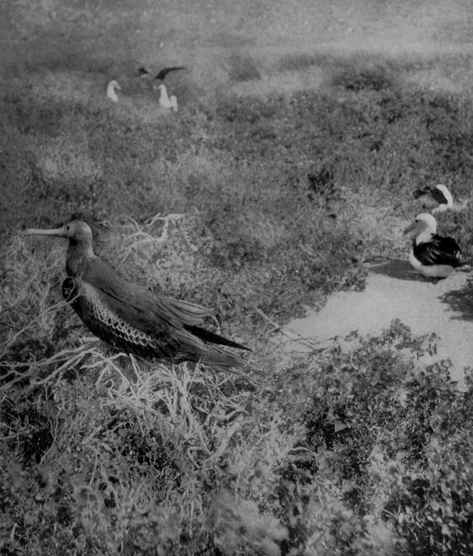 FRIGATE-BIRDS AT HOME.