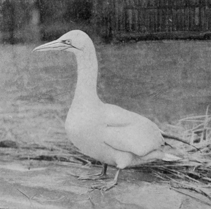GANNET, FULL PLUMAGE.
