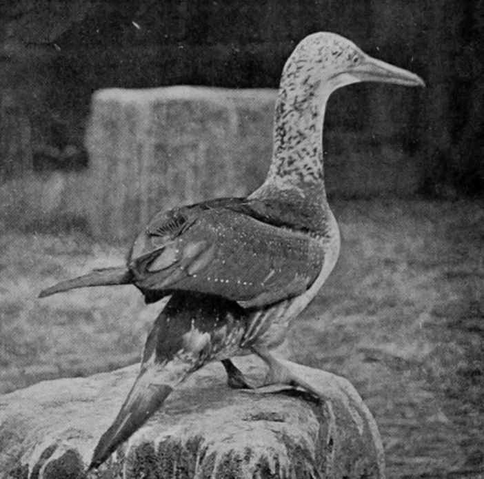 GANNET, SECOND YEAR.