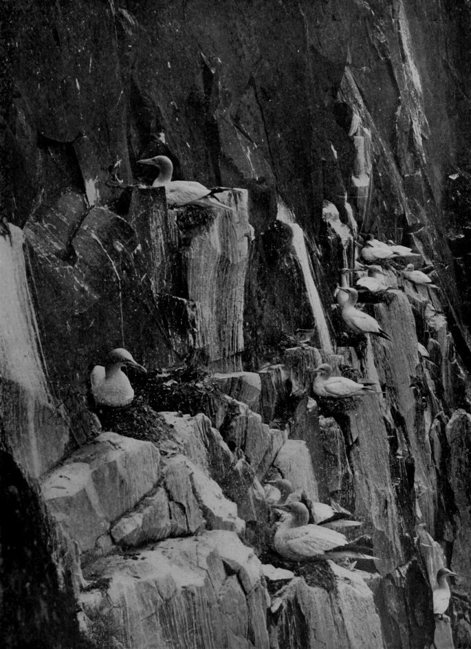 GANNETS ON THE BASS ROCK.