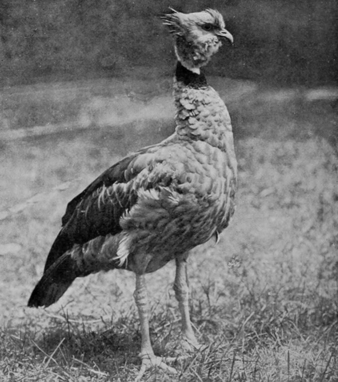 CRESTED SCREAMER, OR CHAKA.