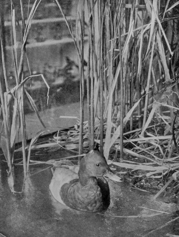 POCHARD.