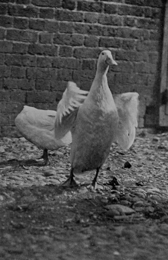 AYLESBURY DUCK.