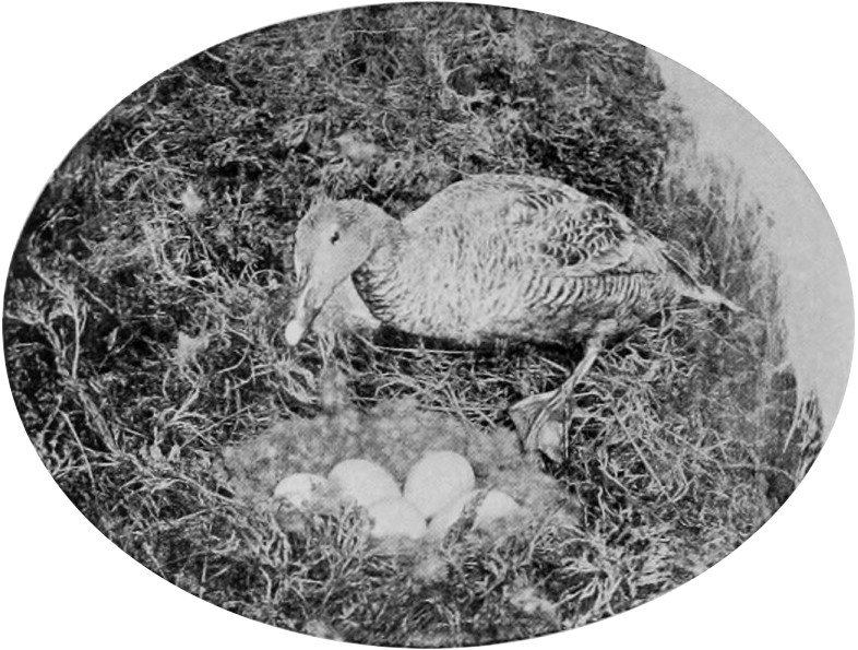EIDER-DUCK.