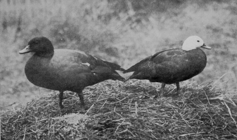 PARADISE-DUCKS.