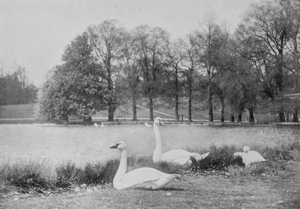 TRUMPETER- AND WHOOPER-SWANS.