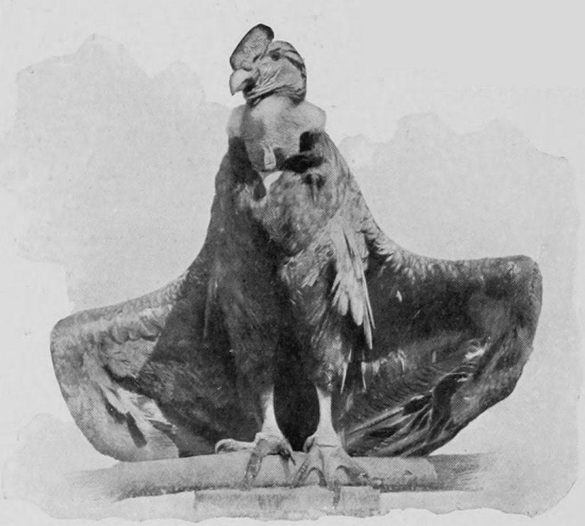 CONDOR.