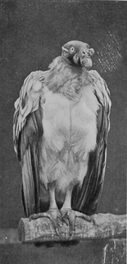 KING-VULTURE.