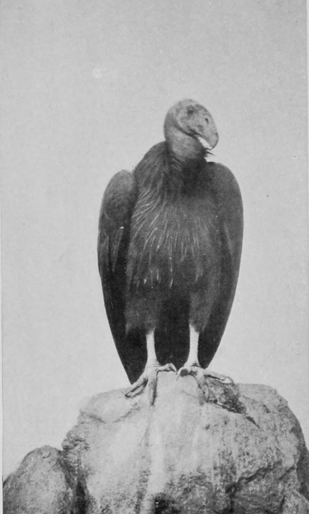 CALIFORNIAN VULTURE.