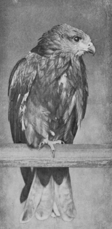 EGYPTIAN KITE.