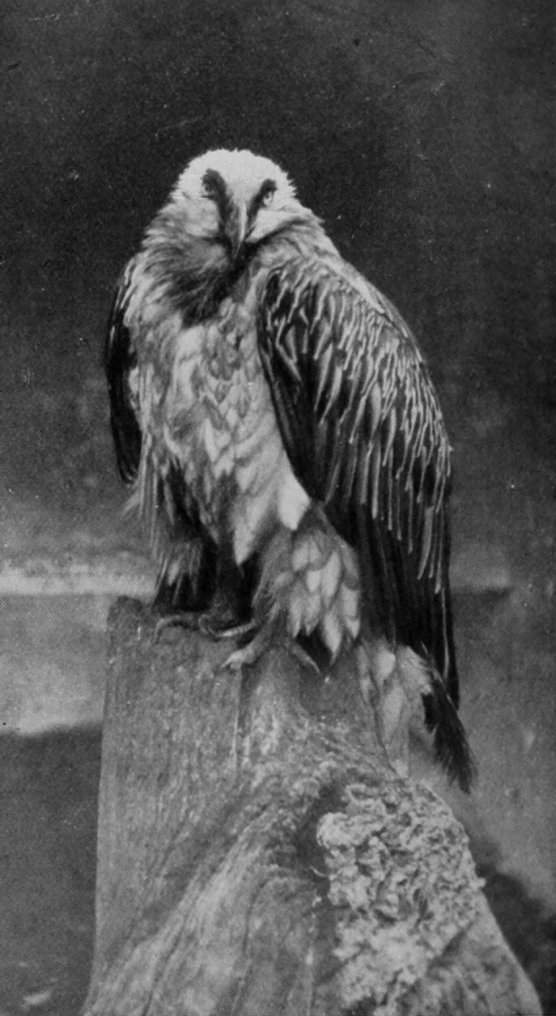 BEARDED VULTURE.
