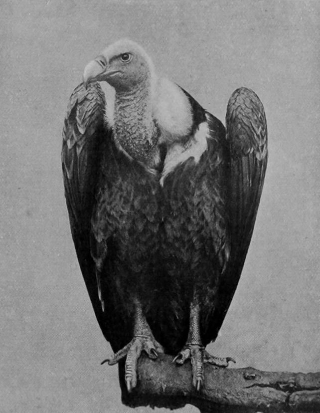 RÜPPELL'S VULTURE.