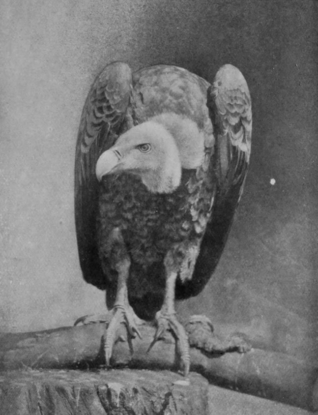GRIFFON-VULTURE.