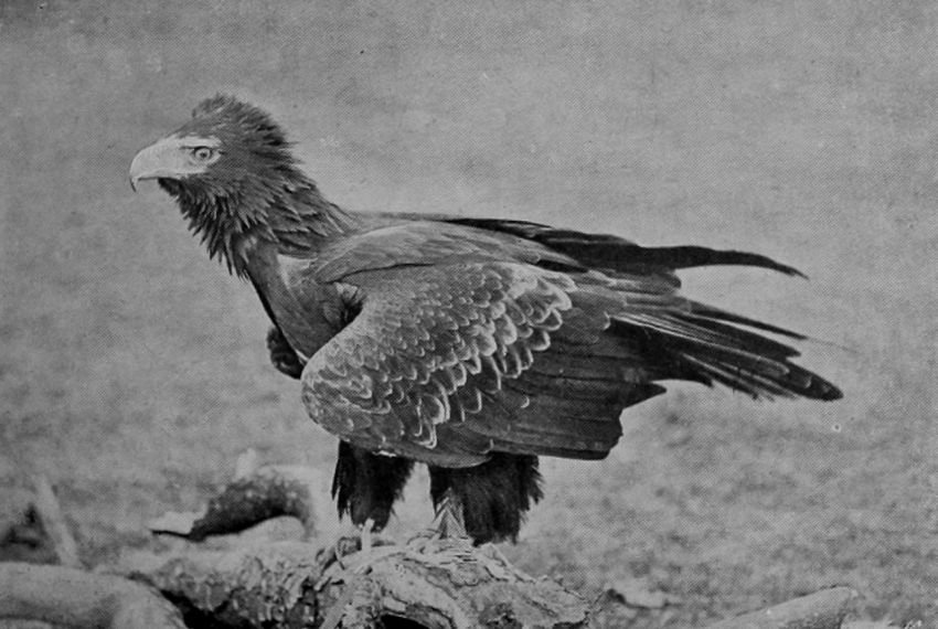 WEDGE-TAILED EAGLE.