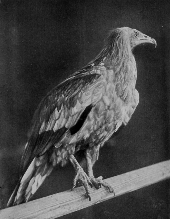 EGYPTIAN VULTURE.