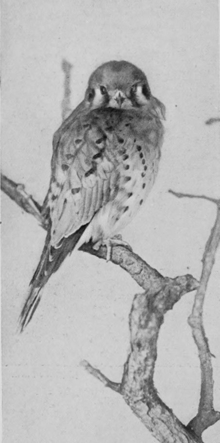 AMERICAN SPARROW-HAWK.