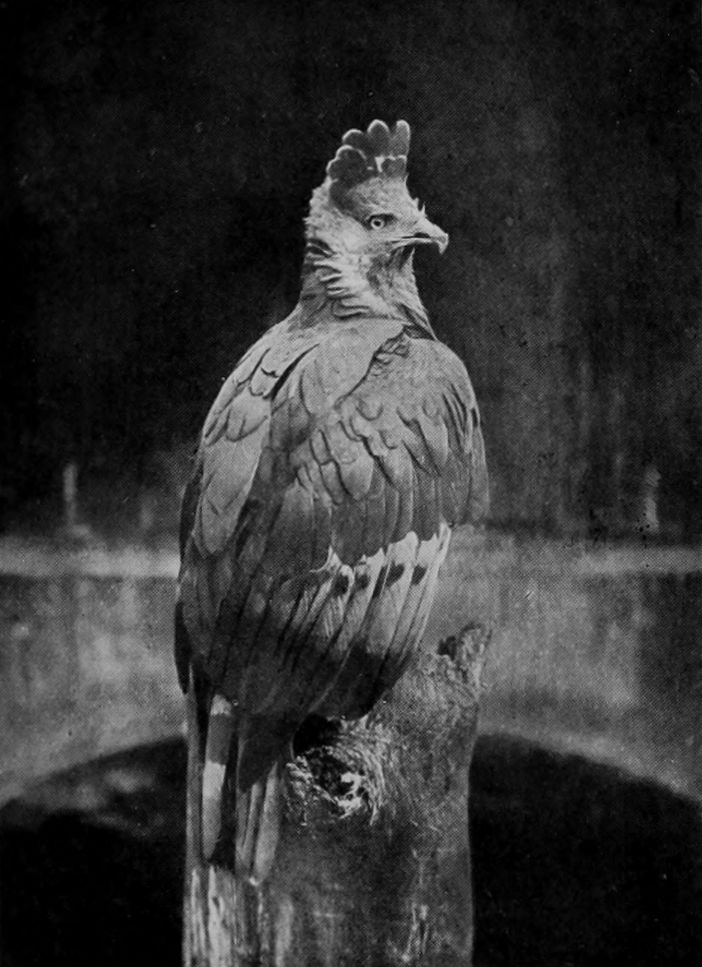 CRESTED EAGLE.