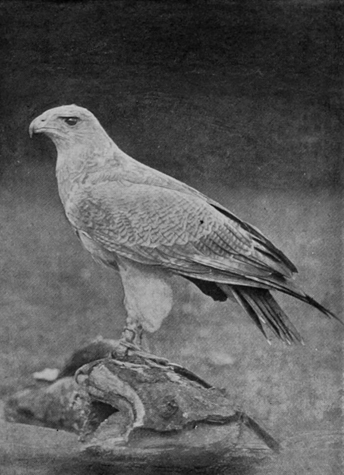 CHILIAN SEA-EAGLE.