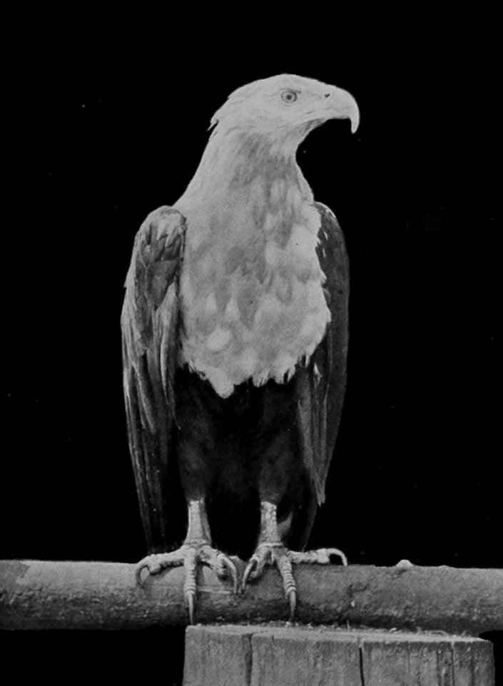 VOCIFEROUS SEA-EAGLE.