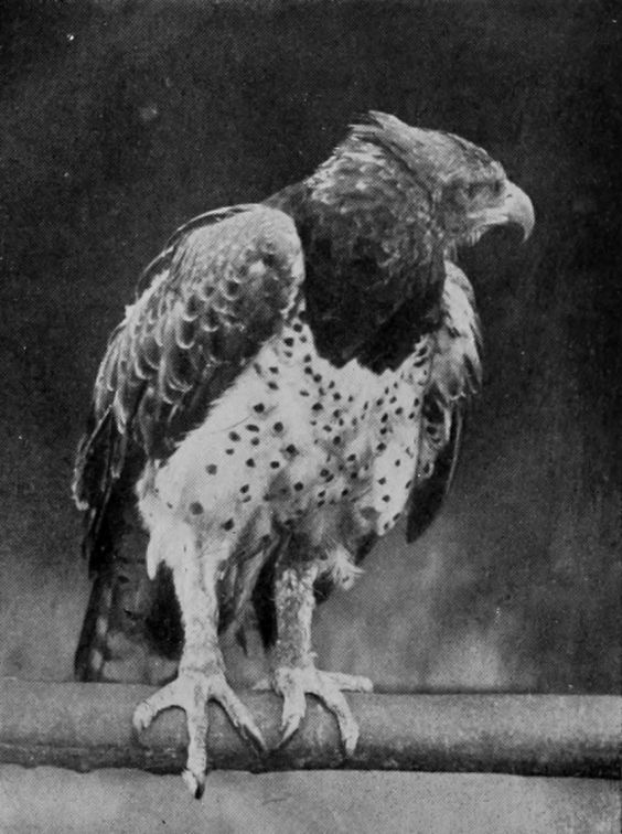 MARTIAL HAWK-EAGLE.