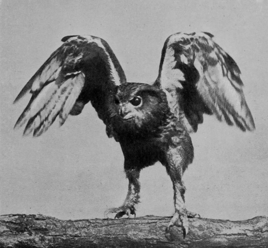 SPECTACLED OWL.