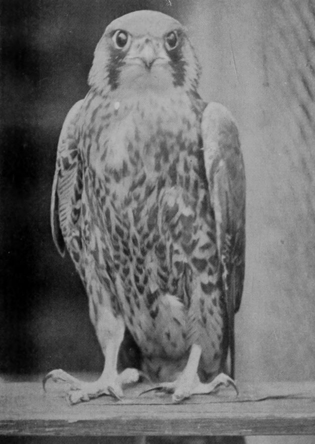 PEREGRINE FALCON.