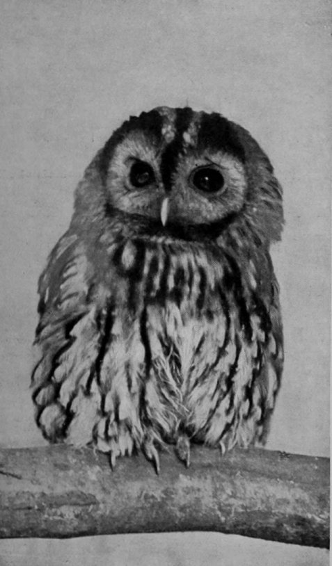 TAWNY OWL.