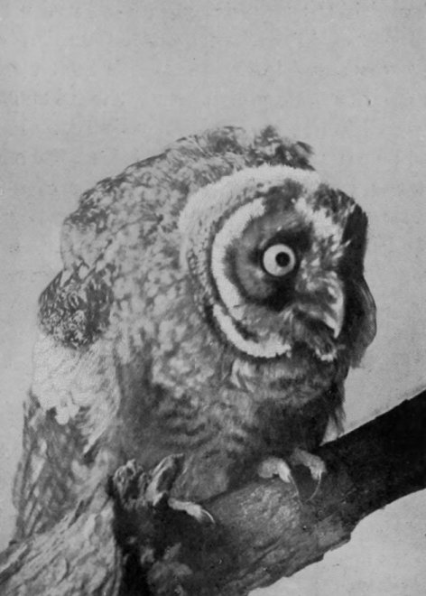 AMERICAN LONG-EARED OWL.