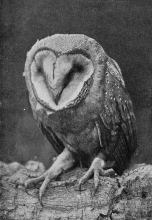 BARN-OWL