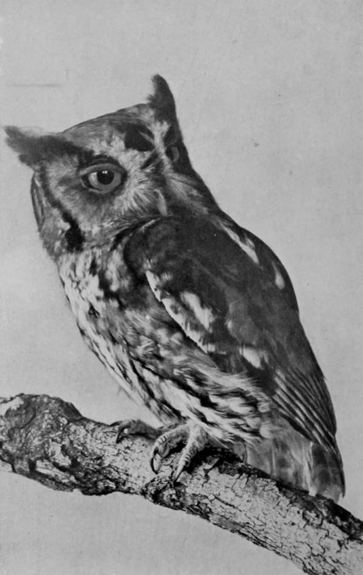 SCREECH-OWL.