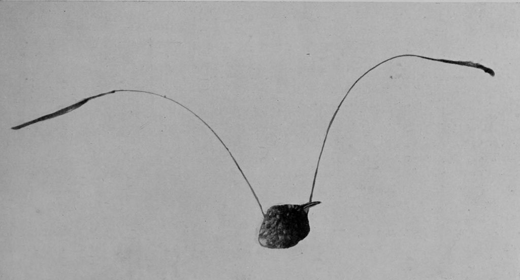 PENNANT-WINGED NIGHT-JAR (FRONT VIEW).