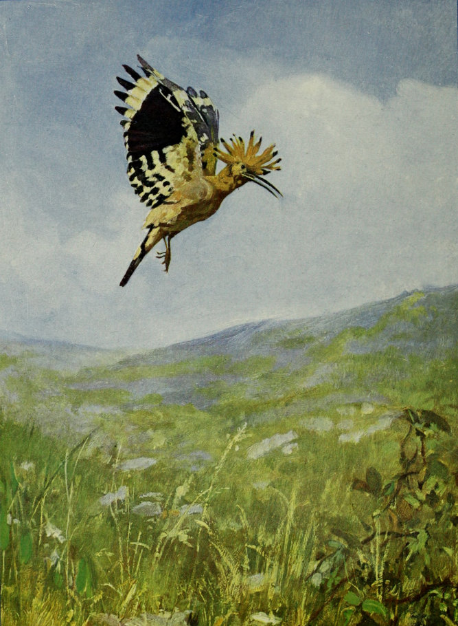 HOOPOE FLYING.