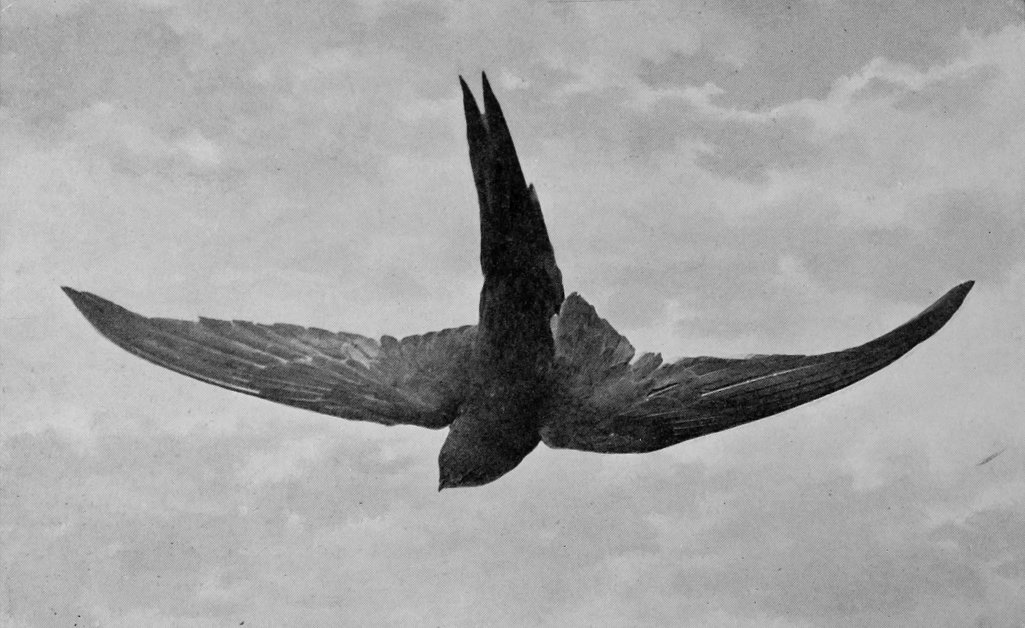 SWIFT.