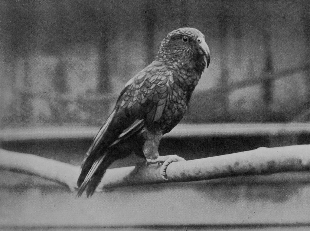 KEA