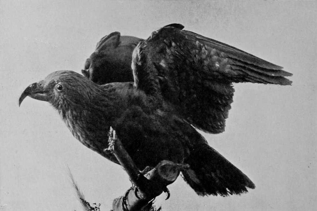NEW ZEALAND KEA.