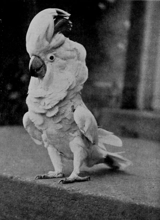 COCKATOO.