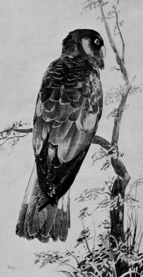 BLACK COCKATOO.