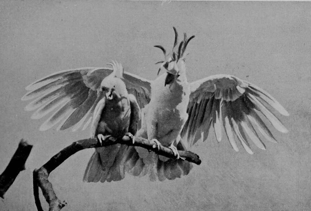 LEADBEATER'S COCKATOO.