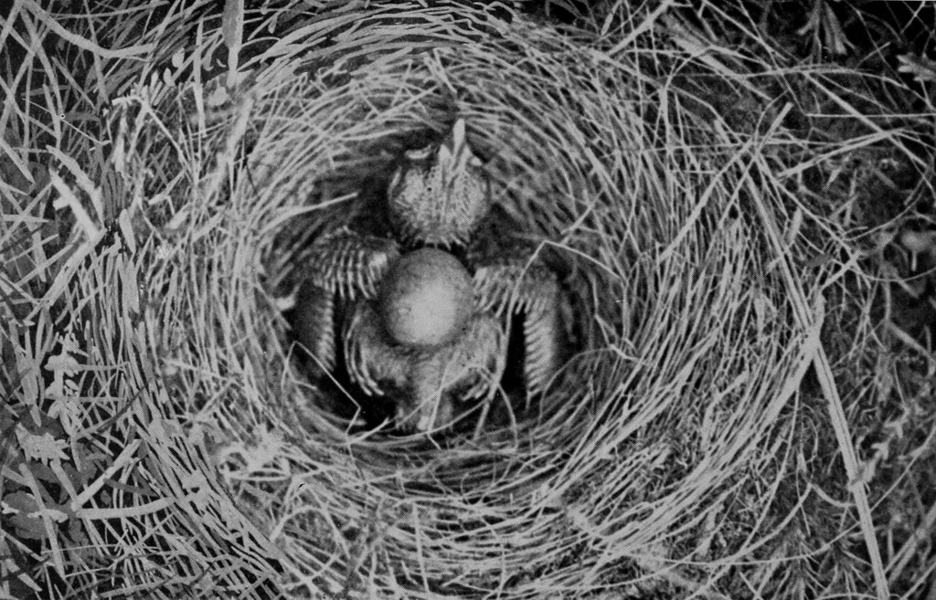 YOUNG CUCKOO EJECTING EGG.
